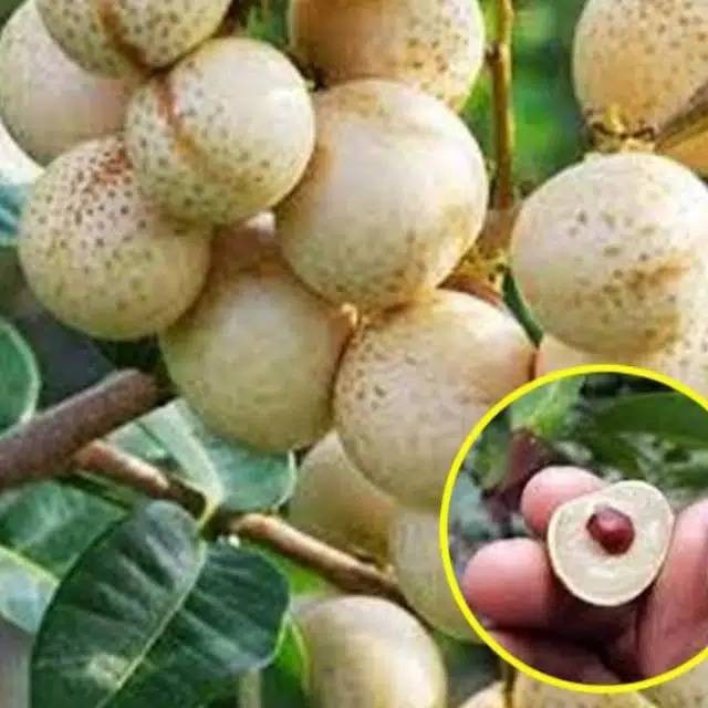 

Kelengkeng Matalada Hasil Okulasi Cepat Berbuah JURAGAN BIBIT