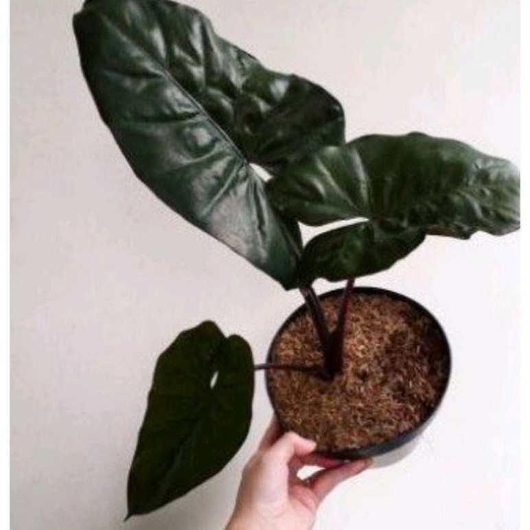 KOKOWA FLORA Tanaman Hias keladi Sente Hitam/talas hitam/Lompong/Talas Wulung Hitam Cantik segar