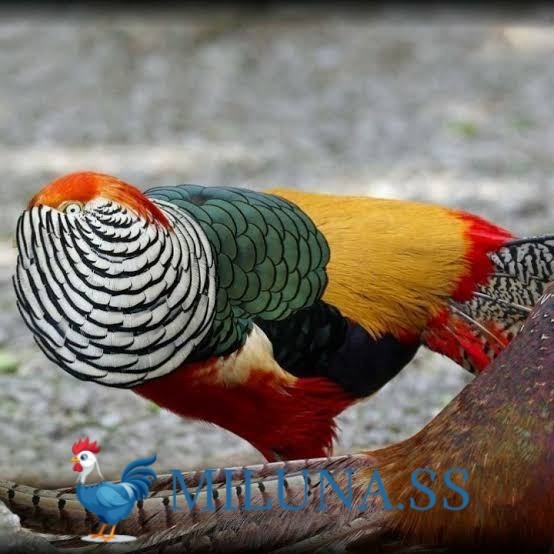 

FERTIL TELUR AYAM hias ringneck lady red amherst pheasant siap tetas