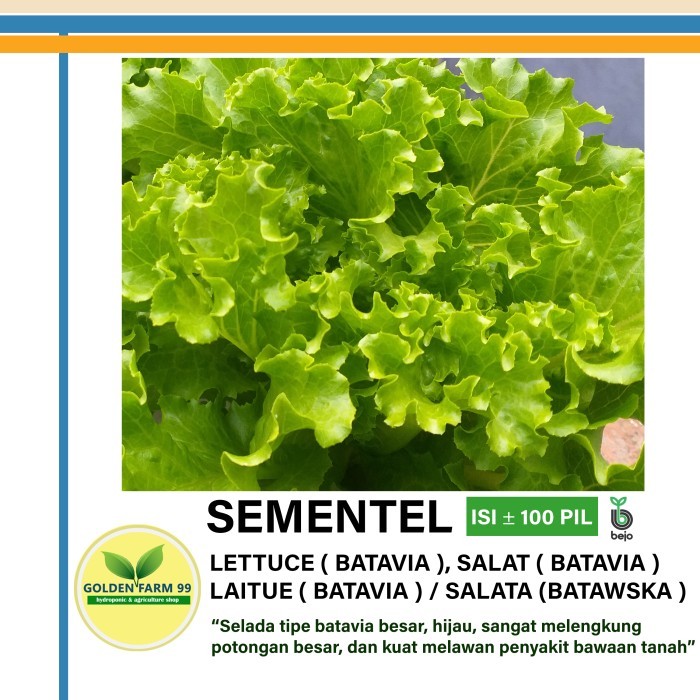 TERMURAH Benih selada BATAVIA BEJO SEMENTEL Kemasan 100 pil