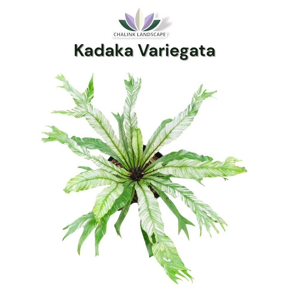 Tanaman Kandaka Variegata / Kadaka Silver / Kadaka Varigata / Pohon Pakis Kadaka Varigata