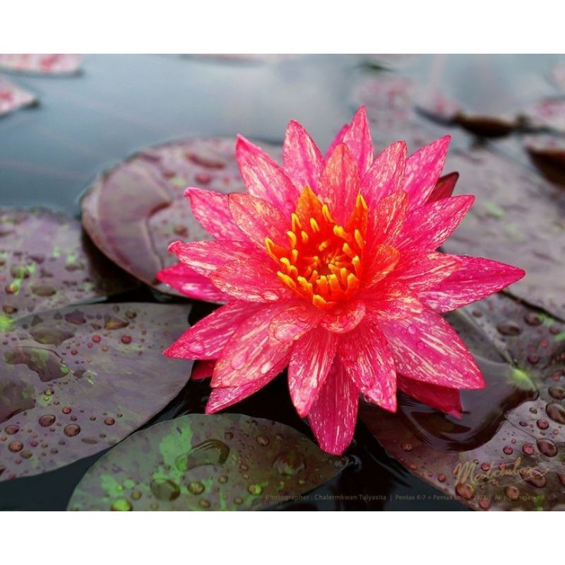 Nymphaea Tanaman Hias Air Teratai Red WANVISA Tropical