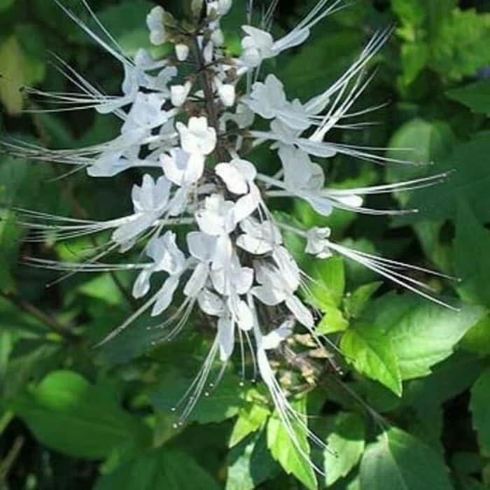 

New Promo Daun kumis kucing segar 500 gram (B_S)