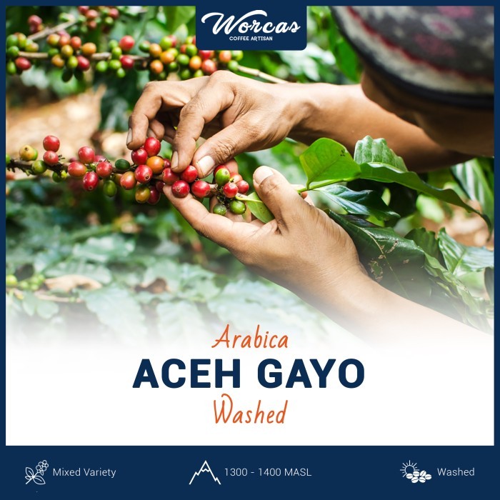 

Aceh Gayo Arabica Green Bean 1Kg (Biji Kopi Mentah)