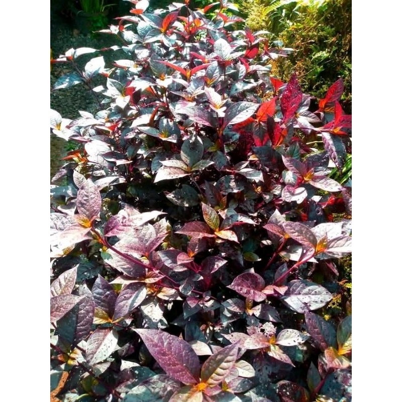 

daun handelem segar 250 gr