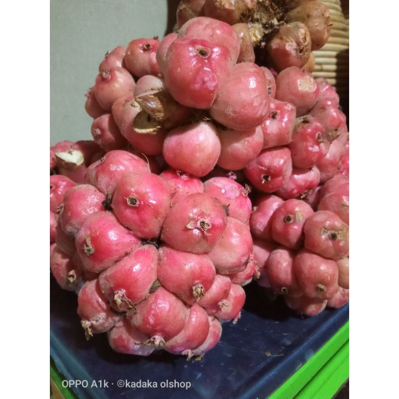 

Promo Asam Cikala paket 10kg/buah honje /buah kecombrang kincung segar