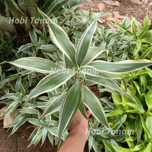 bibit bambu hoki varigata putih bibit bambu sri rejeki bibit bambu cina