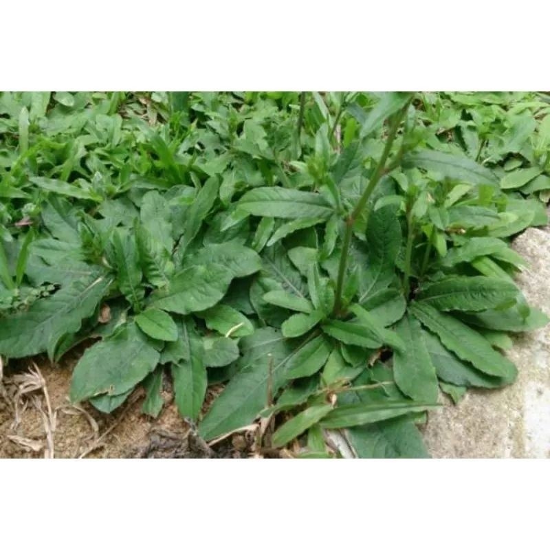 

Daun tapak Liman / daun tapak Lima 500gram murah (obat herbal)