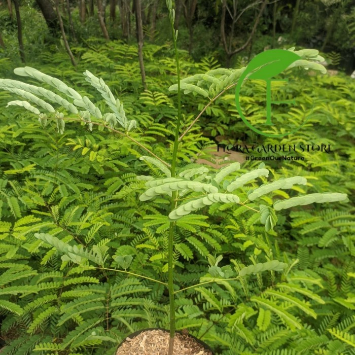 Tanaman Hias Solobium Pakis Brazil - Solobium Pakis Brazil Tinggi 50cm