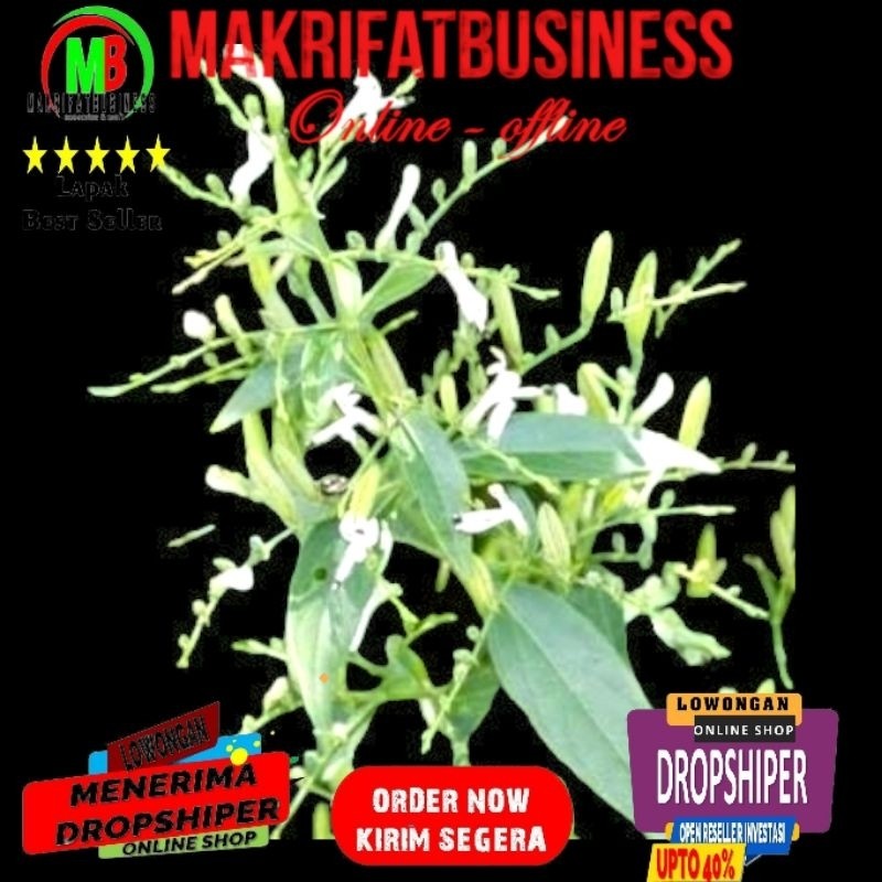 

MAKRIFAT DIGITAL Paket 100 Gram Daun Batang Akar SAMBILOTO SAMBIROTO Tanaman Herbal Alami