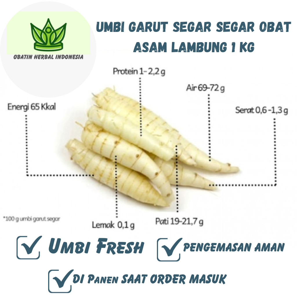 

Umbi Garut Asli Obat Asam Lambung Segar / Fresh 1kg