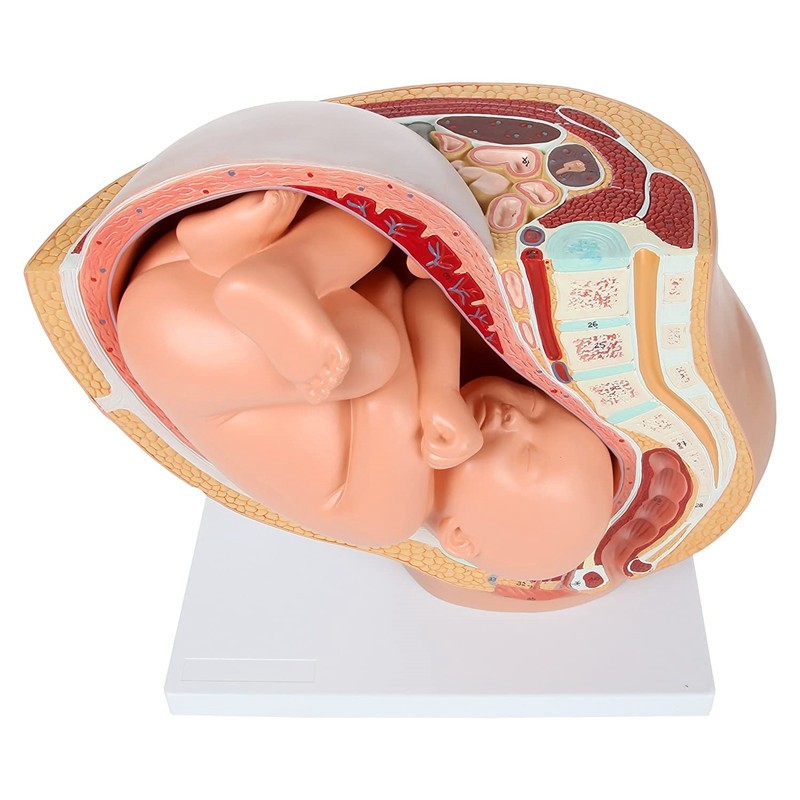 Human Pregnancy Fetal Development 9Th Month Embryonic Pelvic Model Fetus Foetus Pregnancy Anatomy Of
