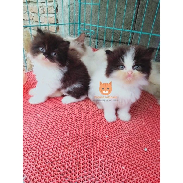kucing  hitam putih flatnose random