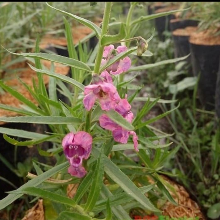 Terbaru !!tanaman lavender angelonia pink - lavender asli - bunga pink