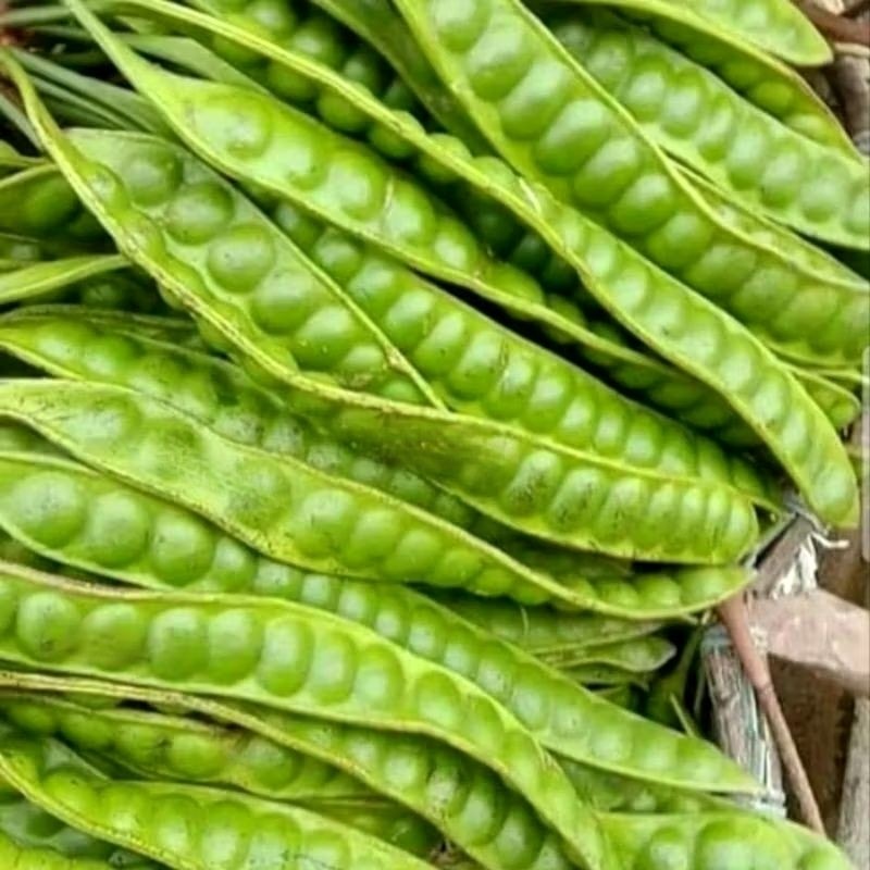 

Petai Pete Tua 10 papan kualitas premium PETAI/PETE Petai Peteuy Pete Segar I Buah Pete I Makanan Buah I Segar