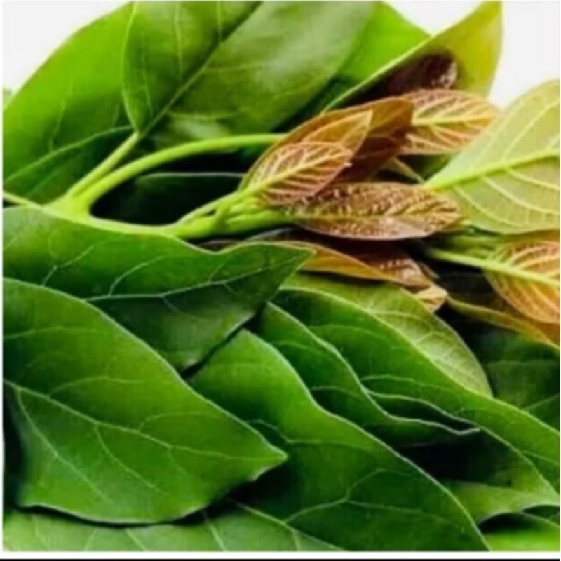 

daun Alpukat segar 100 lembar ready stok