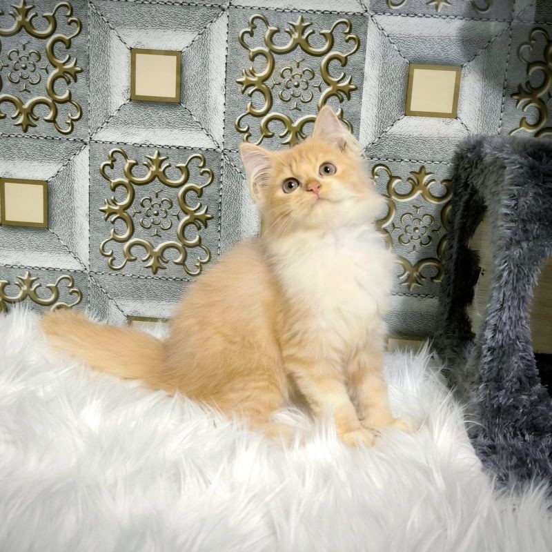 Kucing Persia Anggora Himalaya Ragdoll Kitten