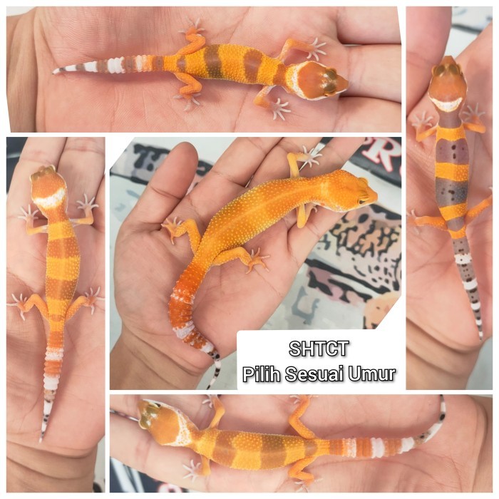 SALE -Leopard Gecko Juve 2-4 bulan pilih sesuai morph - Random