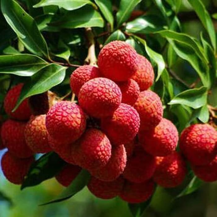 Bibit Tanaman Buah Leci Kom Dwarf Lychee