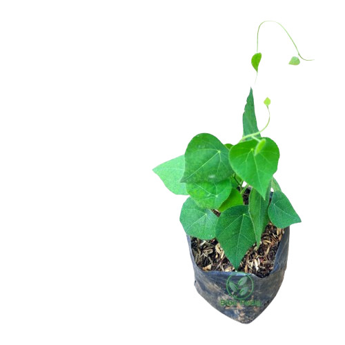 Bibit Tanaman Cincau Bulu - Cincau Bulu Rambat