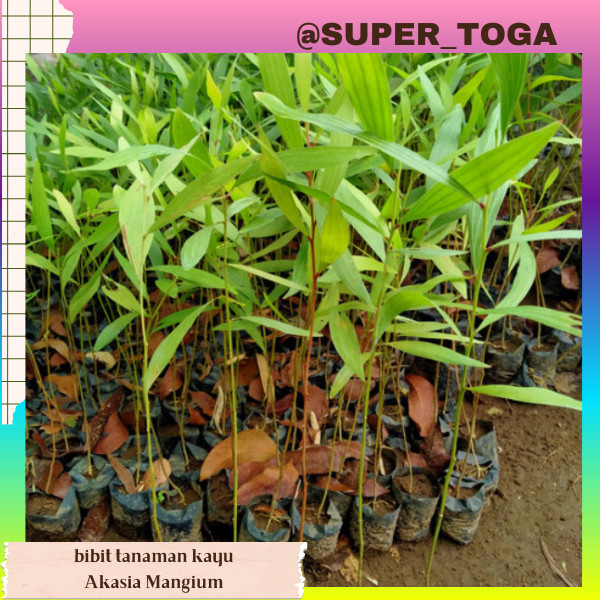 promo bibit akasia mangium bibit pohon akasia mangium Bibit Tanaman Kayu Akasia Mangium - Tanaman Pi
