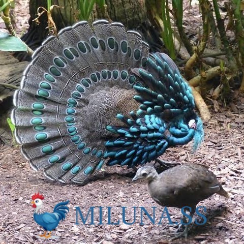 

FERTIL TELUR AYAM hias ringneck palawan pheasant siap ditetaskan Langsung