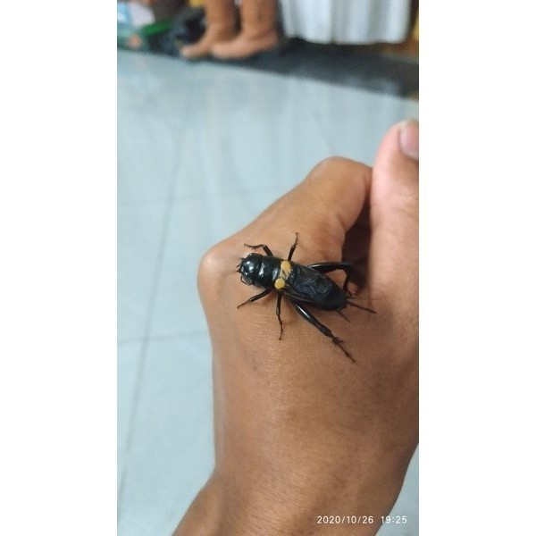 JK SUPER BIGE jangkrik kalung jangkrik master jangkrik petarung jangkrik alam PILIHAN