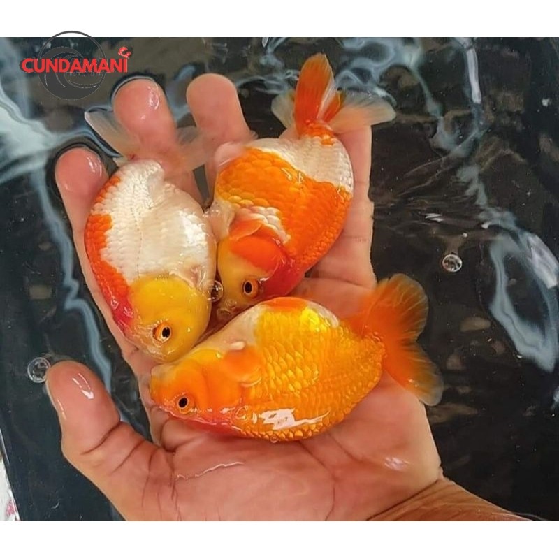 paket 3 ekor ranchu rw 7-8 cm ikan mas koki ranchu buy 1 get 3 gudang koki