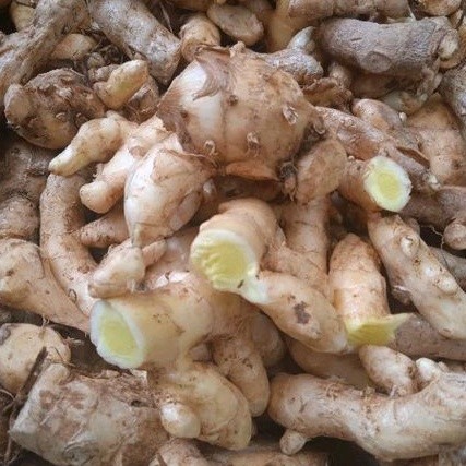 

TEMU MANGGA/KUNYIT MANGGA /OBAT KUNYIT MANGGA SEGAR FRESH