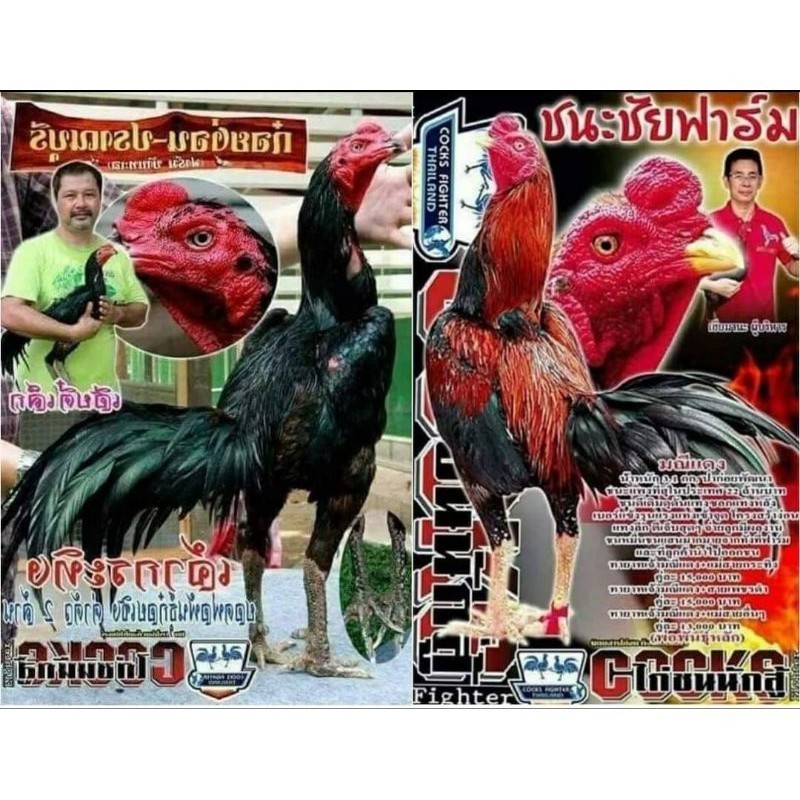 

Fertil Telur fertil pakhoy trah maneedaeng x blackbull x black rose x durian x payabod x jimmywhite x 17yok / khoyngon garansi fertil