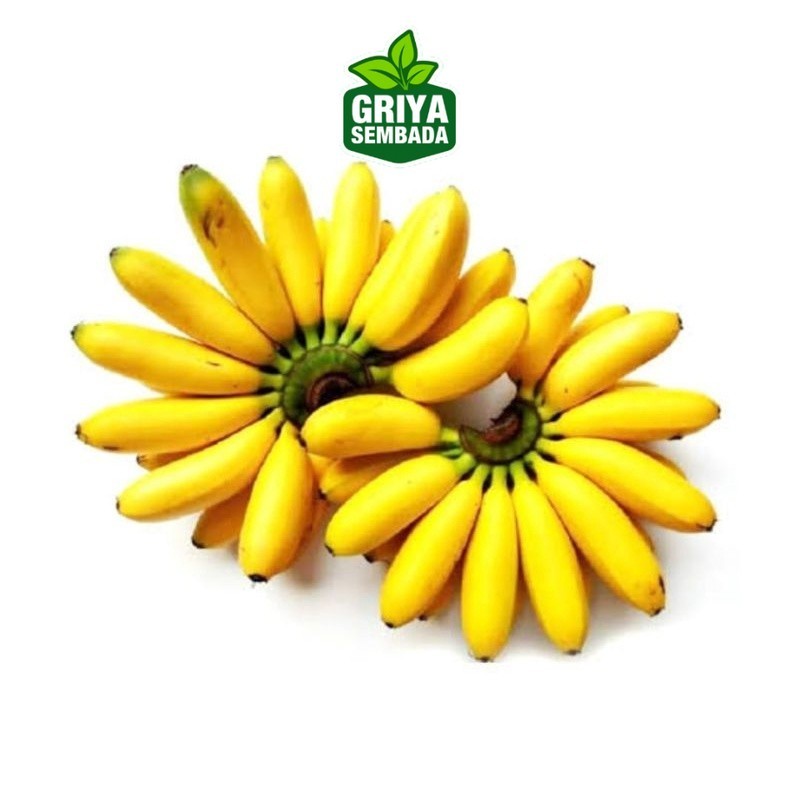 

Instant PISANG MAS SEGAR 1 SISIR / PISANG EMAS SEGAR Griya Sembada