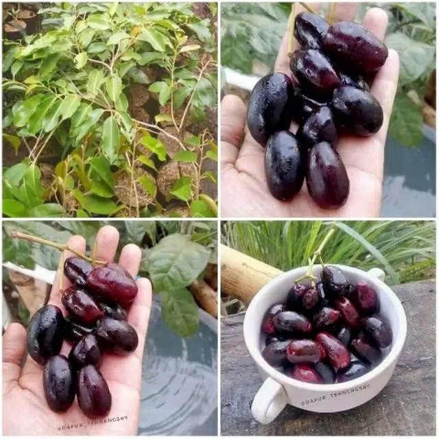 Bibit Buah Juwet hitam cepat berbuah