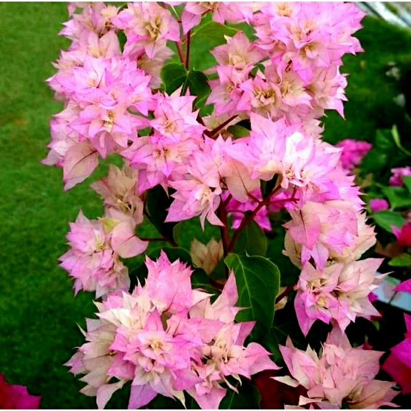 Bunga Hias Bougenville Hawaii Cherry Blossom BIBIT