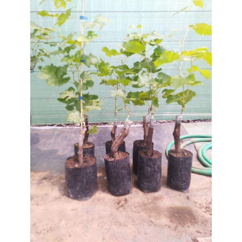 bibit anggur import tinggi 70cm up, batang besar varian banana , taldun , harrold, trans , Jupiter, 