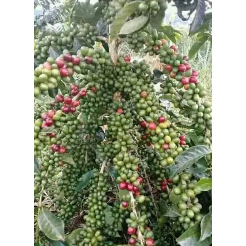 BIBIT KOPI ARABIKA UNGGUL ATENG SUPER (cod) ADN
