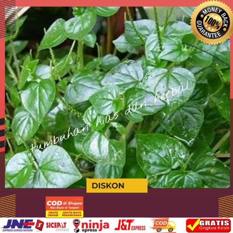 daun sirih cina/sirih cina segar/sirih cina termurah 200gram