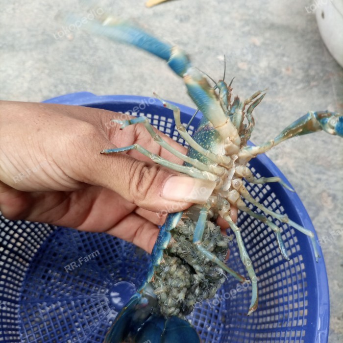 SALE -lobster air tawar indukan