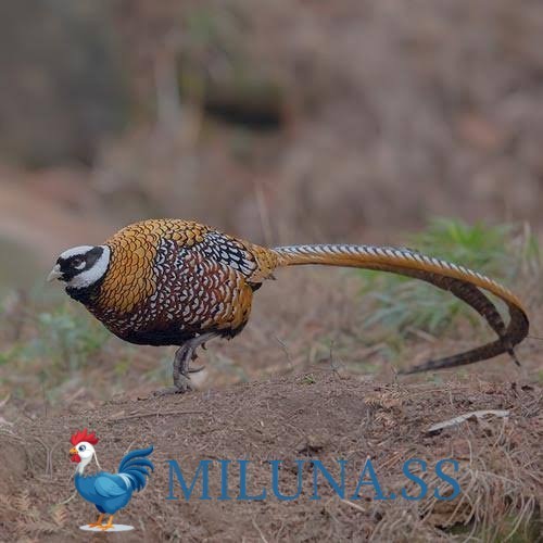 FERTIL TELUR AYAM hias ringneck reeves pheasant  asli