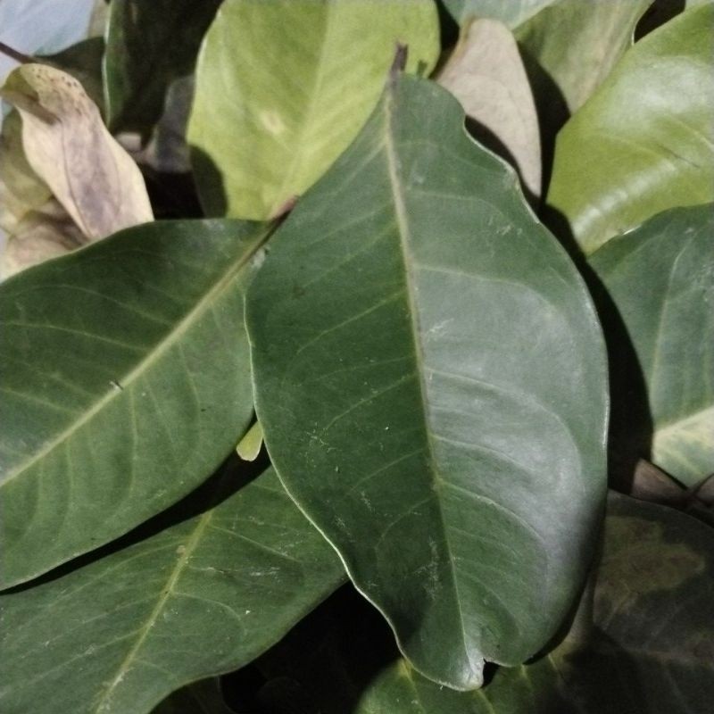

daun salam BRKAH
