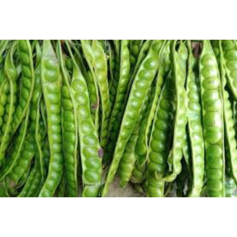 

TEBUS MURAH PETE Super / PETAI / PETE FRESH 10 Lonjor