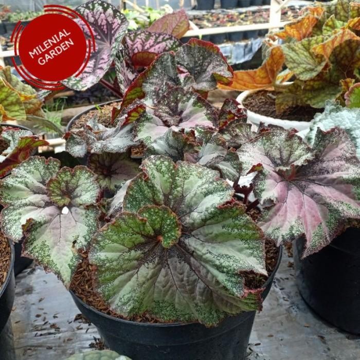 TANAMAN HIAS BEGONIA KEONG MERAH