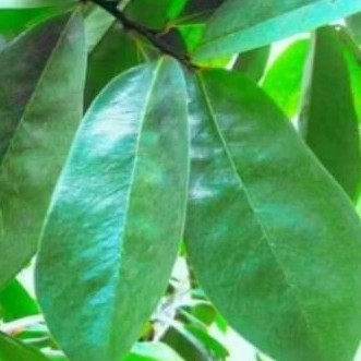 

daun sirsak organik 100 lembar