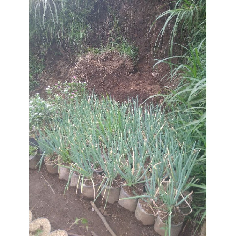 pohon daun bawang daun/bawang merah/bawang kucay/lokyo