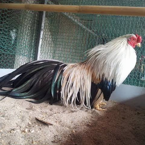 

Fertil Telur ayam hias ga tre than chau fertil bisa ditetaskan Langsung