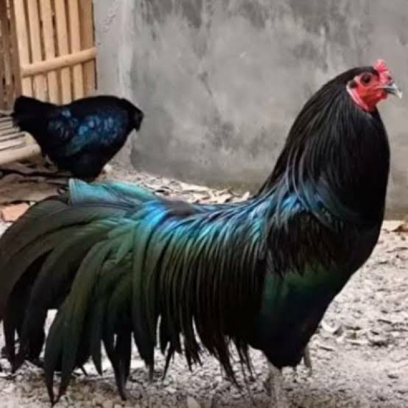 

Fertil TELUR FERTIL AYAM BLACK SUMATRA UNTUK DI TETASKAN