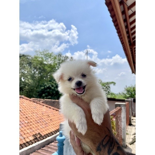 Anakan Anjing Super Mini Pom Jantan Cute