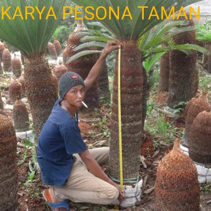 pohon palem sikas besar