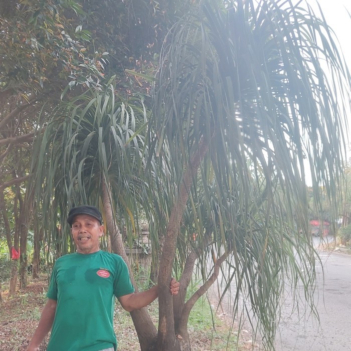 pohon nolina besar tinggi 3 meter