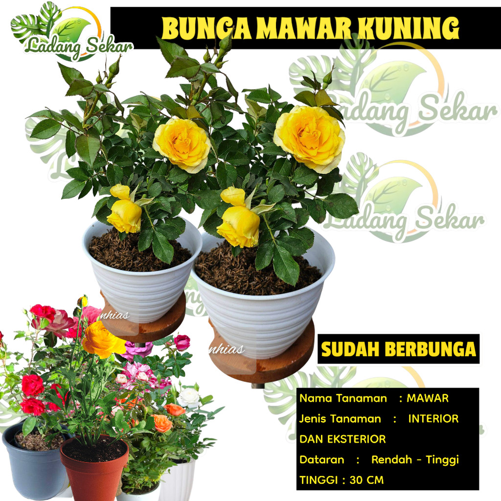 MAWAR KUNING HOLLAND HIDUP Tanaman Hias Bunga Mawar Holland Kuning
