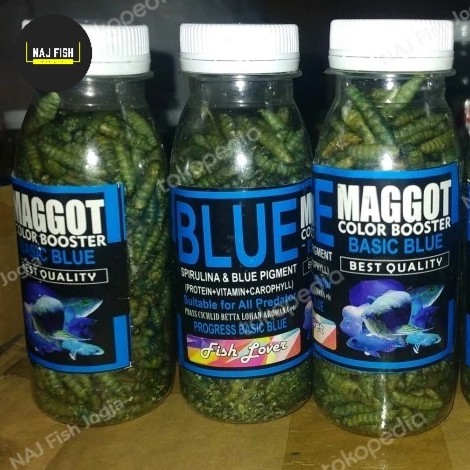 Maggot Super Maggot Blue Channa Terbukti Mantab Buat Ikan Kesayangan